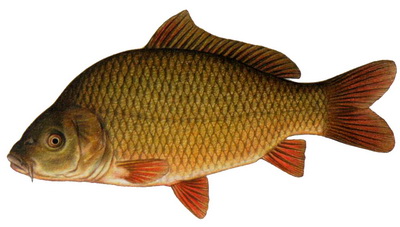 Kapor rybničný (Cyprinus carpio)