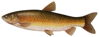Amur biely (Ctenopharyngodon idella)