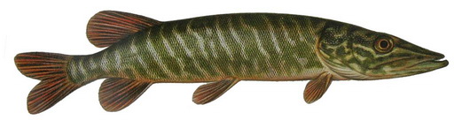 Šťuka severná (Esox lucius)