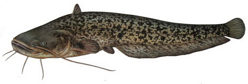 Sumec veľký (Silurus glanis)