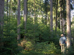 Stratení v prirodzenom zmladení