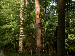 Vtáčie búdky ako aktivity Pro Silva