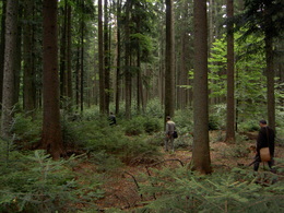 Krížom cez prírodné lesy