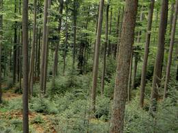 Symbióza veľkých a malých