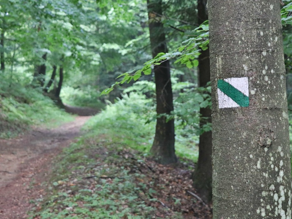 Náučný chodník lesom Obrázok Náučný chodník lesom
