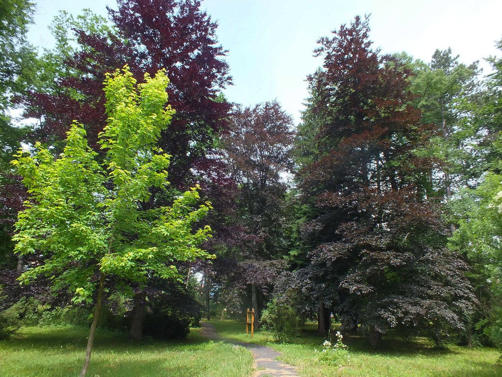 Lesnícke arborétum Liptovský Hrádok Obrázok Lesnícke arborétum Liptovský Hrádok