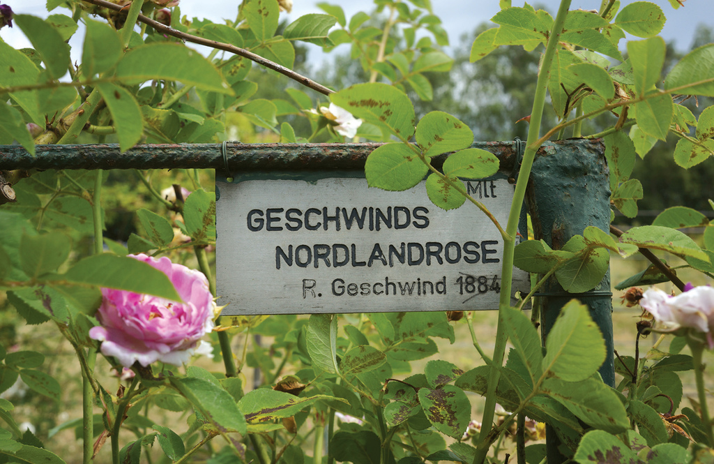 Rudolf Geschwind v Krupine Obrázok Rudolf Geschwind v Krupine