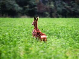 Jakub Rajnoha - Beh (stredné školy, Ocenenie bez určenia poradia)