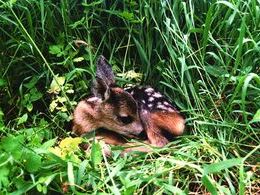 Jakub Rajnoha - Kľudný spánok (stredné školy, Ocenenie bez určenia poradia)