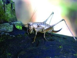 Ladislav Mesežnikov - Kobylka (základné školy, 2. cena)