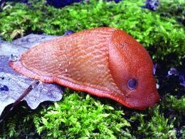 Matej Hlavatý - Zvero (základné školy, 1. cena)