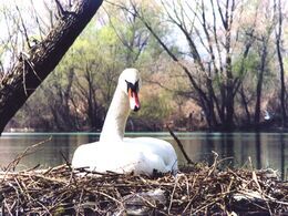 Martina Šimkovičová - Hniezdenie (základné školy, 3. cena)
