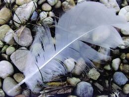 Martina Šimkovičová - Labutienka (základné školy, 3. cena)