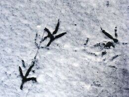 Vladimír Mihál - Stopy v snehu (stredné školy)