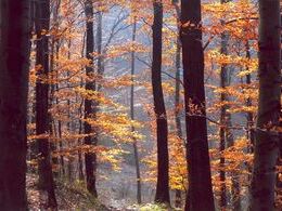 Dana Kopcová - bez názvu (stredné školy, 3. cena)