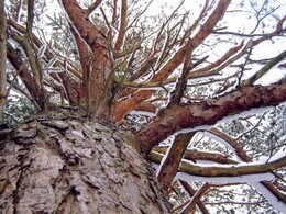 Ján Saloň - Bosorka (stredné školy, 1. cena)