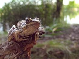Matúš Pavelek - Žaba (základné školy, 1. cena)