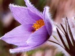 Martina Petrilová - Poniklec slovenský (základné školy, 2. cena)