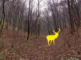 Martina Slováková - Tu by mal byť jeleň (stredné školy)