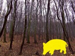 Martina Slováková - Tu by mala byť divá sviňa (stredné školy)