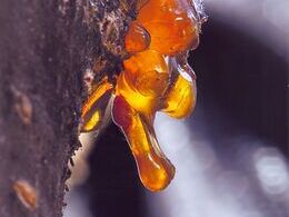 Ondrej Matuška - Bradáč miazga (základné školy)