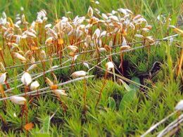 Vladimír Rybár - Pelikáni (stredné školy)