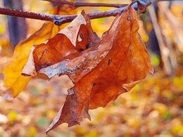 Zuzana Barnová - Javorový list 1 (stredné školy, Uznanie)