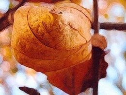 Zuzana Barnová - Javorový list 3 (stredné školy, Uznanie)