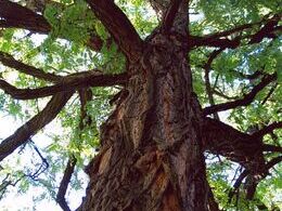 Barbora Opálková - Ent (základné školy)