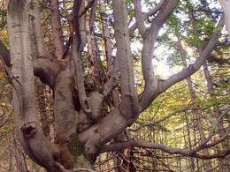 Branislav Kolada - Strom (stredné školy, 1. cena)
