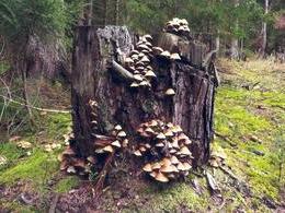 Dominika Hrtusová - Život po živote (stredné školy)