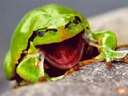 Jakub Šuvada - Laught (stredné školy)