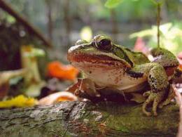 Marián Margeta - Čakanie na princa (základné školy, 2. cena)