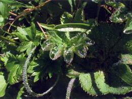 Marián Murgaš - Ranná rosa (stredné školy)