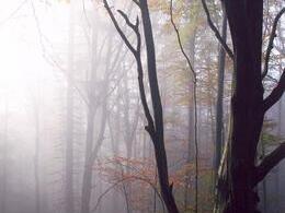 Matúš Matava - V lese (stredné školy)