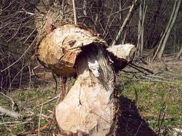 Radovan Lučanský - Torzo lesa (základné školy)