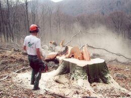 Šimon Jašurka - Koniec kráľa lesa 5 (stredné školy, 3. cena)
