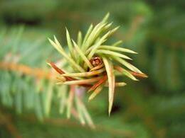 Stanislava Poláčková - Vývoj (stredné školy)