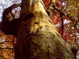 Tomáš Májovský - Totem (základné školy, 1. cena)