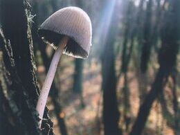 Barbora Perzová - Pohladenie (základné školy, 2. cena)