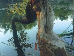 Dominika Mojžišová - Bobrie dielo (stredné školy, 3. cena)