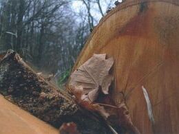 Iva Jamborová - Les ako ho (ne)poznáme (stredné školy)