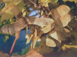 Mária Blašková - Svetlo jesene (základné školy)