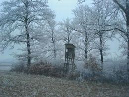 Milan Kisel - Posed v lese (stredné školy, 2. cena)