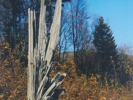 Natália Klimeková - Strom (stredné školy)