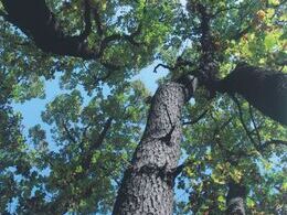 Petra Starzlová - Les z našej perspektívy (základné školy)