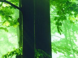 Romina Slafkovská - Aura (stredné školy, 1. cena)