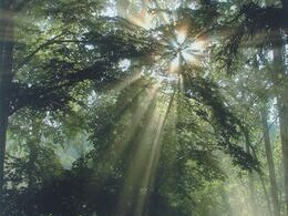 Romina Slafkovská - Svetlo v temnotách (stredné školy, 1. cena)