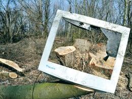 Adam Zeman - Správa: Stromy už nechceme (základné školy, 1. cena)