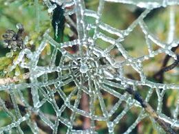 Dušan Polák - Pavučina (základné školy, Uznanie)